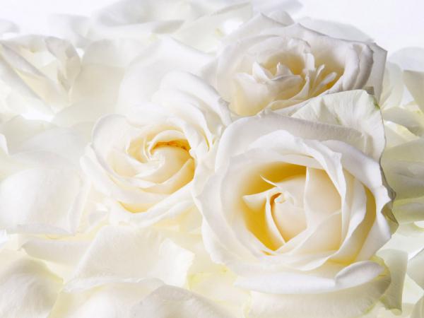 Free white roses 1024x768 wallpaper download