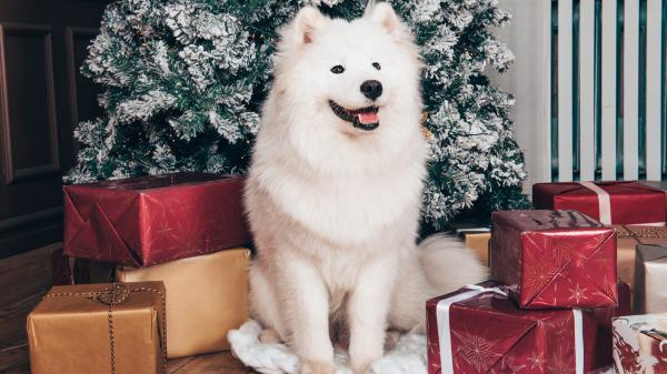 Free white samoyed dog is sitting in christmas tree background with gift boxes hd animals wallpaper download