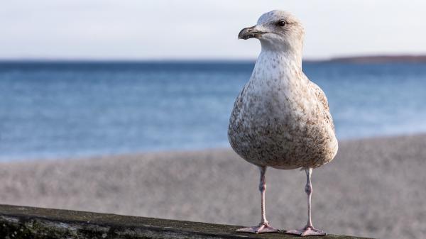 Free white seagull is standing on wood in a blur sea background 4k hd animals wallpaper download