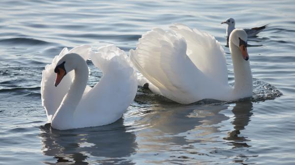 Free white seagull swans 4k 5k hd birds wallpaper download