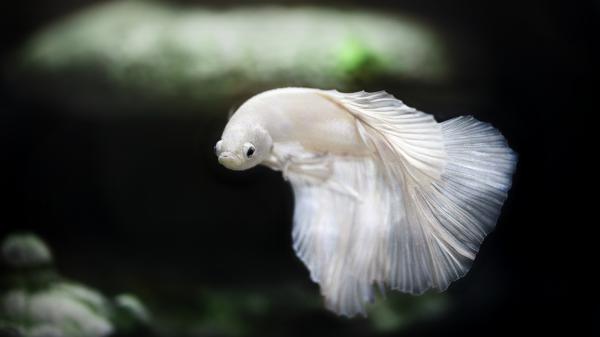 Free white siamese fighting fish 4k hd animals wallpaper download