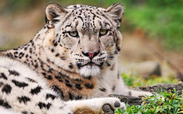 Free white snow leopard wallpaper download