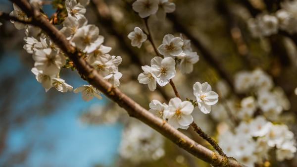 Free white spring blossom flowers on branch 4k 5k hd flowers wallpaper download