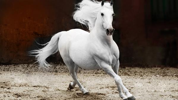 Free white stallion andalusian horse hd animals wallpaper download