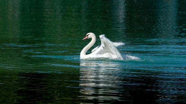 Free white swan is floating on body of water with reflection 4k hd animals wallpaper download