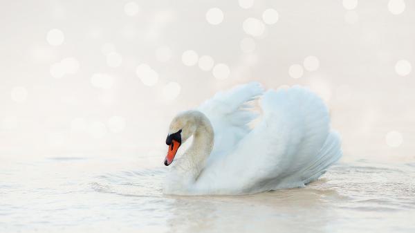 Free white swan is floating on water in blur background hd birds wallpaper download