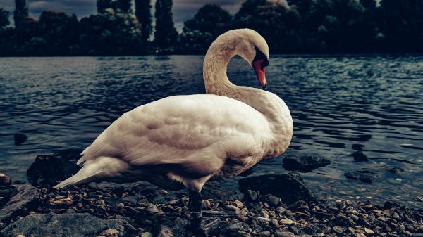 Free white swan is standing on stone near body of water 4k 5k hd birds wallpaper download