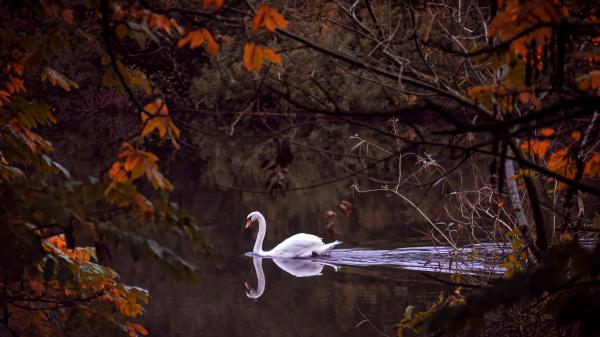 Free white swan is swimming on water 4k 5k hd animals wallpaper download