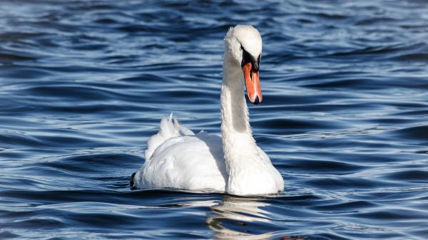 Free white swan is swimming on water hd birds wallpaper download