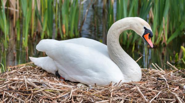 Free white swan with brown and black nose 4k 5k hd birds wallpaper download