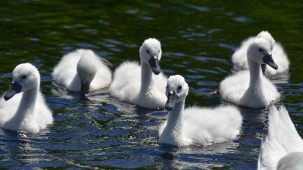 Free white swans on water hd birds wallpaper download