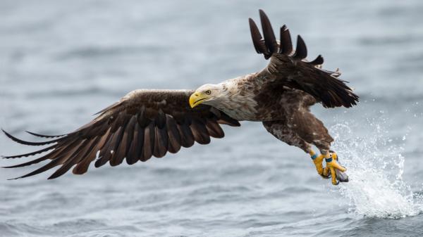 Free white tailed eagle is flying up from water with fish in legs hd animals wallpaper download