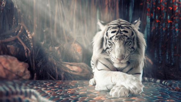 Free white tiger 2 wallpaper download