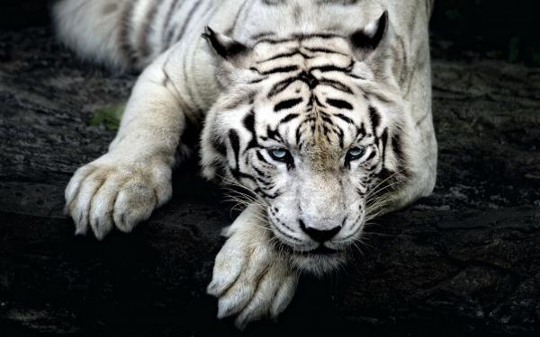 Free white tiger 3 wallpaper download