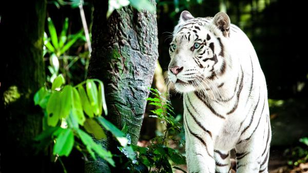 Free white tiger 4k wallpaper download