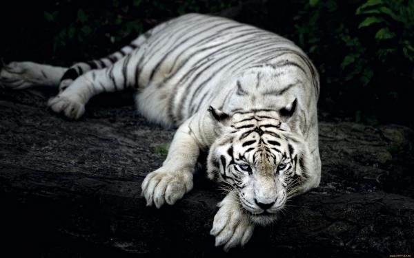 Free white tiger animal wallpaper download