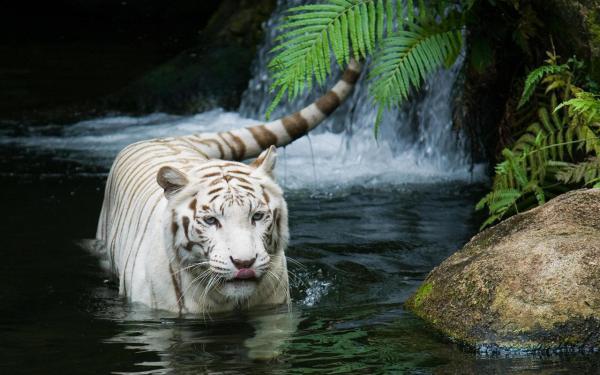 Free white tiger beautiful wallpaper download