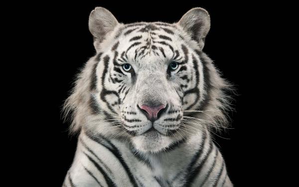 Free white tiger bengal tiger wallpaper download