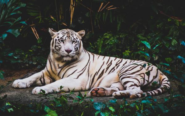 Free white tiger hd 4k wallpaper download