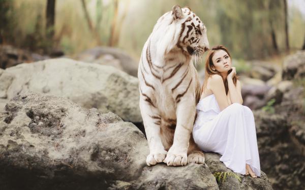 Free white tiger  model 4k wallpaper download