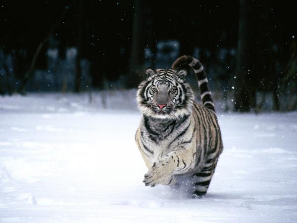 Free white tiger wallpaper download