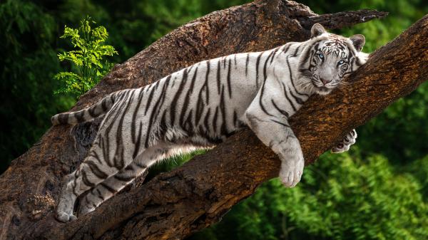 Free white tiger with blue eyes hd animals wallpaper download