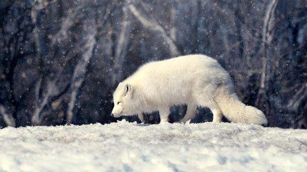 Free white wolf on snow covered landscape hd animals wallpaper download