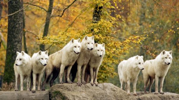 Free white wolfs are standing on rock hd animals wallpaper download