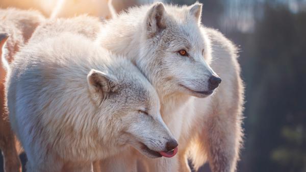 Free white wolfs hd animals wallpaper download