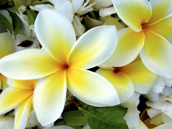 Free white yellow flowers wallpaper download