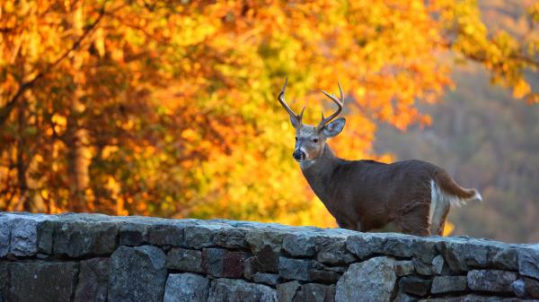 Free whitetail deer with background of tree with yellow leaves 4k 5k hd deer wallpaper download