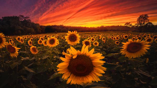 Free wide yellow sunflowers with background of red sky during sunset 4k 5k hd flowers wallpaper download