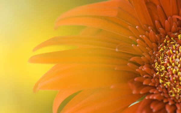 Free widescreen sunflower wallpaper download