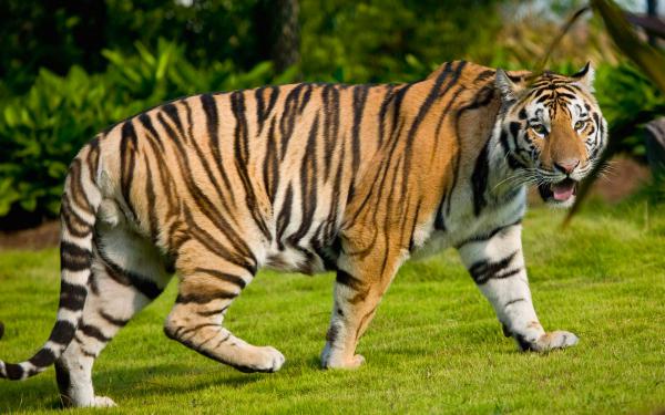 Free widescreen tiger wallpaper download