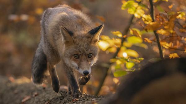 Free wild fox with brown eyes hd animals wallpaper download