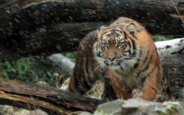 Free wild sumatran tiger 4k wallpaper download