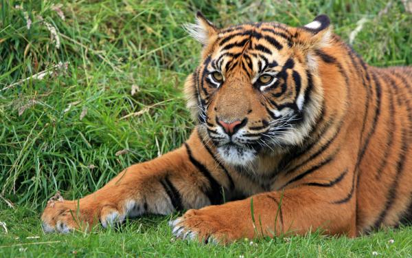 Free wild sumatran tiger wallpaper download