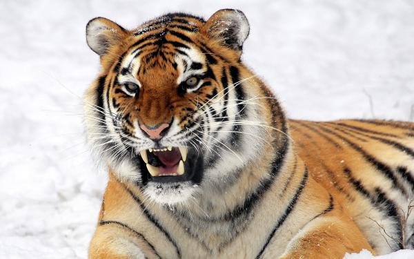 Free wild tiger predator wallpaper download