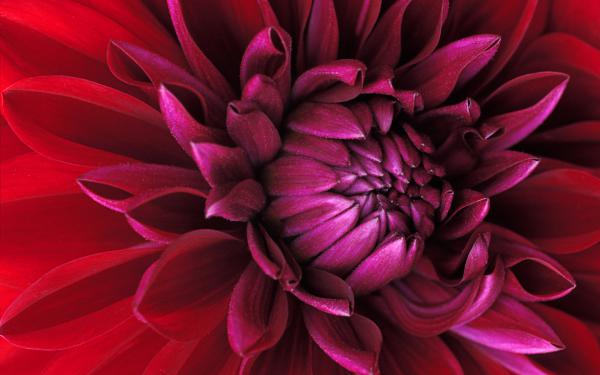 Free windows 7 flower wallpaper download