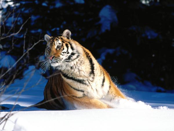 Free wintery scuddle siberian tiger wallpaper download