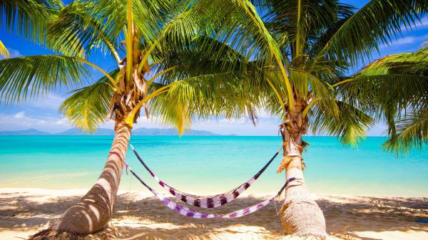 free wire swing between palm trees 4k hd beach wallpaper download