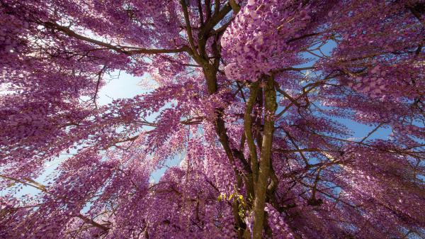 Free wisteria flower tree spring hd flowers wallpaper download