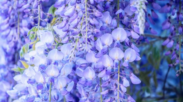 Free wisteria flowers closeup 4k hd flowers wallpaper download