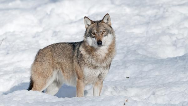 Free wolf is standing around snow covered landscape hd animals wallpaper download