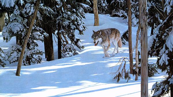 Free wolf on snow covered landscape and trees with snow hd animals wallpaper download