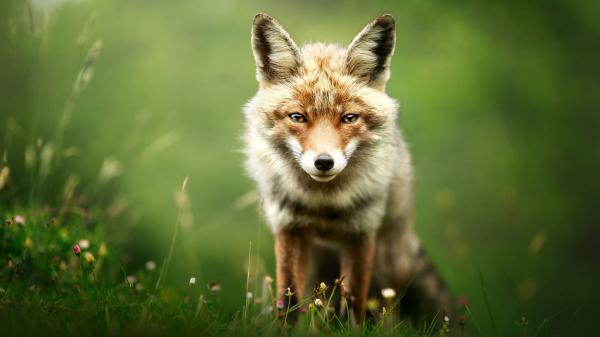 Free wolf with brown color in shallow green trees background hd animals wallpaper download