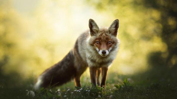 Free wolf with brown eyes hd animals wallpaper download