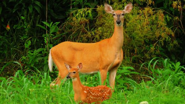 Free wonderful picture of mother and cute child hd deer wallpaper download