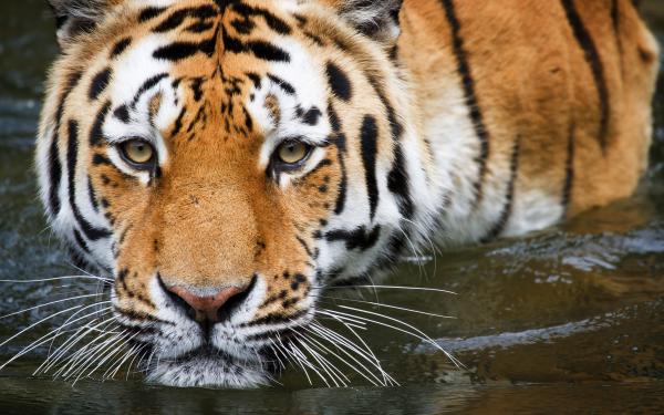 Free wuppertal tiger wallpaper download