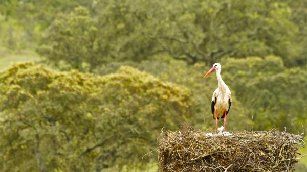 Free yellow and black bird is standing near nest in blur green background hd animals wallpaper download